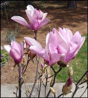 Beautiful Jane Magnolia Blossoms