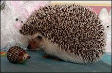 Little Hedgie with Hedgehog